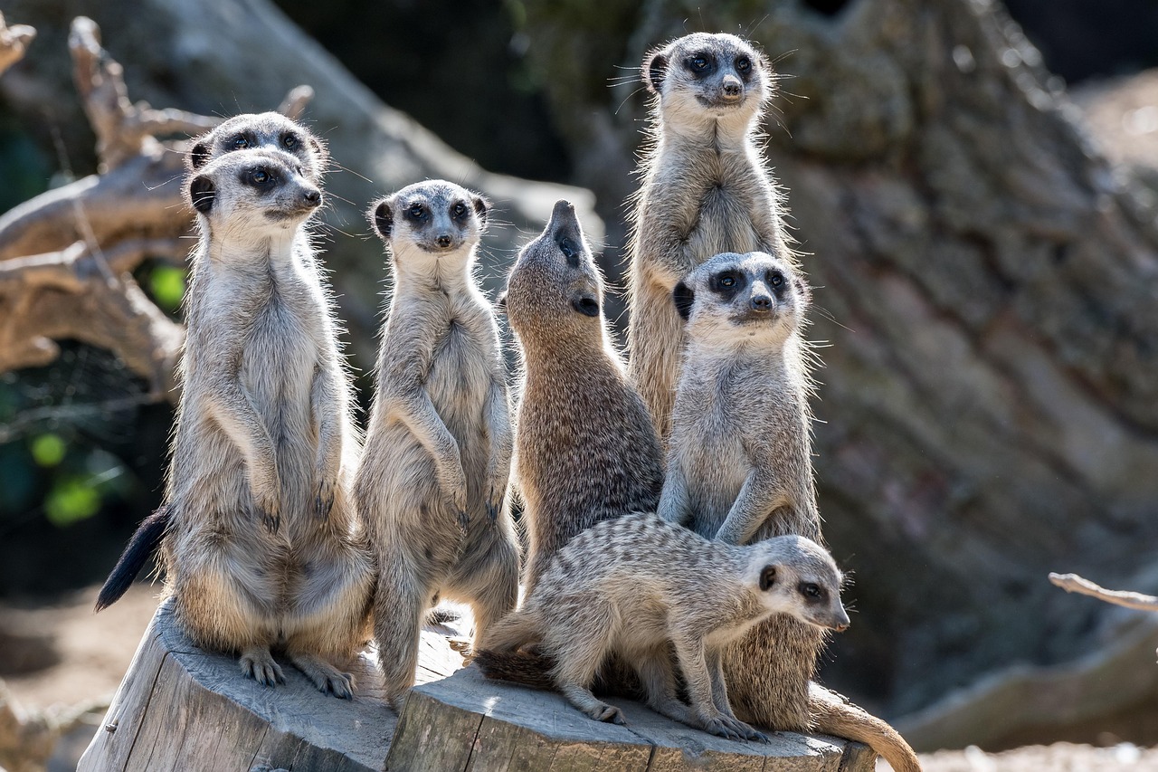 Meerkats standing guard together - each watching in different directions